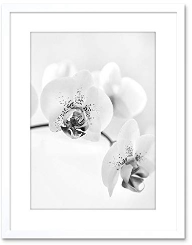 Wee Blue Coo PHOTO NATURE PLANT ORCHID FLOWER BLACK WHITE FRAMED PRINT F97X4368