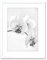 Wee Blue Coo PHOTO NATURE PLANT ORCHID FLOWER BLACK WHITE FRAMED PRINT F97X4368
