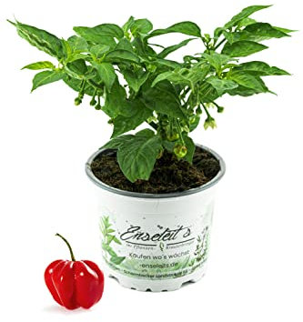 Chili Habanero Pflanze, Chili Pflanze aus Nachhaltigem Anbau!