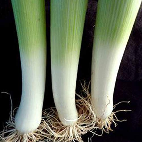 Sustainable Seed Co Organic American Flag Leek Seeds 1 g ~375 Seeds