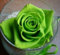 Grüne Rosen Bush Rose Garden Doppelblumengroß Perennial 100 Samen