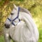 Kerbl Halfter Mustang 2-Fach verstellbar, Schwarz/Silber, 1, 321960