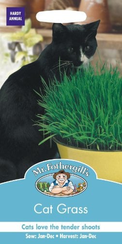 Mr Fothergills - Pictorial Packet - Herb - Cat Grass - Avena sativa - 25g Seed