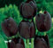 Cottage Garden Bulbs: Queen of the Night Schwarze Tulpenzwiebeln, einzelne Blüte des späten Frühlings, erhältlich in Packungen mit 25, 50, 100 und 500 Stück