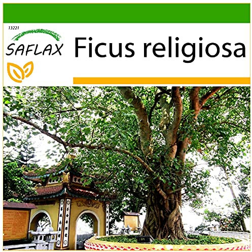 SAFLAX - Peepul Tree/Sacred Fig - 100 Seeds - with Soil - Ficus religiosa