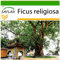 SAFLAX - Buddha-Feige/Bodhi-Baum - 100 Samen - Mit keimfreiem Anzuchtsubstrat - Ficus religiosa