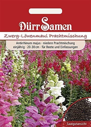 Zwerg-Löwenmaul Samen Prachtmischung Löwenmaulsamen Beete Einfassung Bienenfreundlich ca 500 Korn Einjährig Saatgut Blumensamen Garten Hochbeet Kübel Dürr Samen