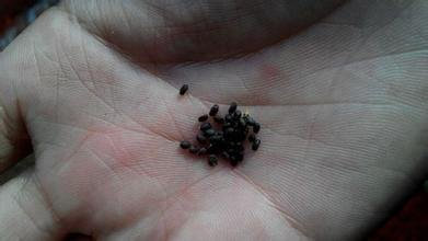 , 600/Tasche Japanischer Stevia Samen, Kräuter Samen grün, Stevia Kleine Baum Samen, rebaudiana SEMILLAS für Garten Pflanzen, Senden Geschenk