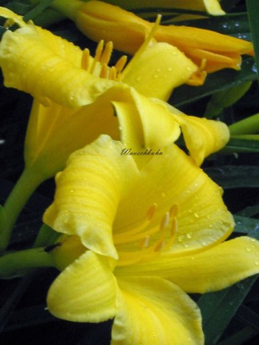 Staudenkulturen Wauschkuhn Hemerocallis Hybr. 'Stella de Oro' - Taglilie - Staude im 11cm Topf