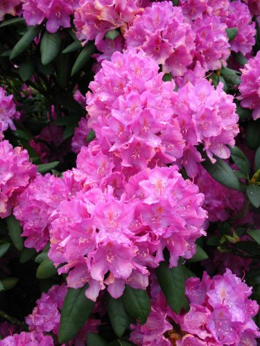 Alpenrose Rhododendron Roseum Elegans 60-70 cm hoch mit Ballen