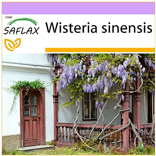 SAFLAX - Blauregen - 4 Samen - Wisteria sinensis