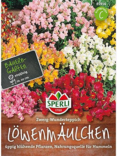 Löwenmaul Zwerg-Wunderteppich