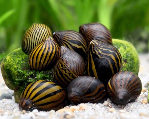 Garnelio - 5x Zebra Rennschnecke - Vittina coromandeliana