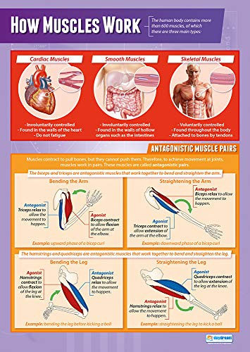 Daydream Education – Poster für den Sportunterricht „How Muscles Work“ (Die Muskeln) – glänzendes Papier, 850 mm x 594 mm (A1) – Englisch