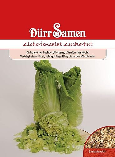 Zichoriensalat Zuckerhut Samen Uranus Salat Zuckerhutsamen ca 500 Korn SaatgutSamenfest Balkon Garten Hochbeet Kübel Dürr Samen