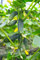 Gurke Cetriolo Piccolo Di Parigi 10 Samen (Gewürzgurke) Gherkin