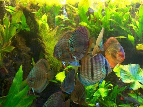Pflanzenset Diskusbecken 100-200 Liter, Wasserpflanzen, Aquarienpflanzen