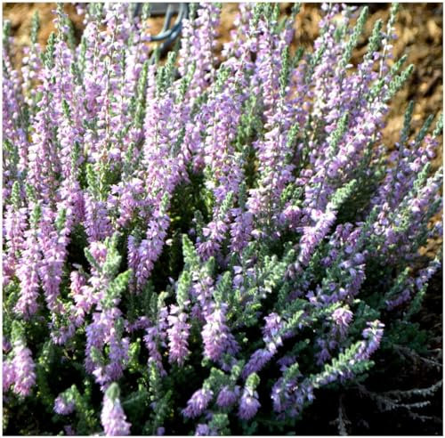 GrowOn Shrubs Scottish Heather Calluna Vulgaris 'Silver Knight' | Evergreen Shrub | Outdoor Garden Ready Plant | Summer and Autumn Flowering | Lavender Purple Flowers