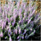 GrowOn Shrubs Scottish Heather Calluna Vulgaris 'Silver Knight' | Evergreen Shrub | Outdoor Garden Ready Plant | Summer and Autumn Flowering | Lavender Purple Flowers