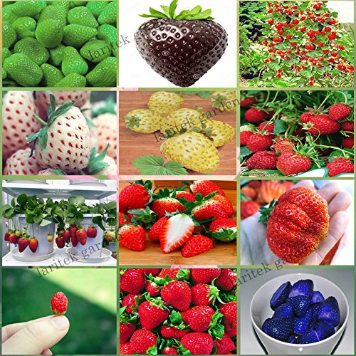 12 paquetes diferentes semillas de fresa (verde, blanco, negro, rojo, azul, gigante, Mini, Bonsai, rojo normal, Pineberry) E3508