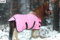 Regendecke 600 D Minipony Shetty Falabella Outdoordecke NUR Klett ROSA 70 75 80 85 90 cm (65)