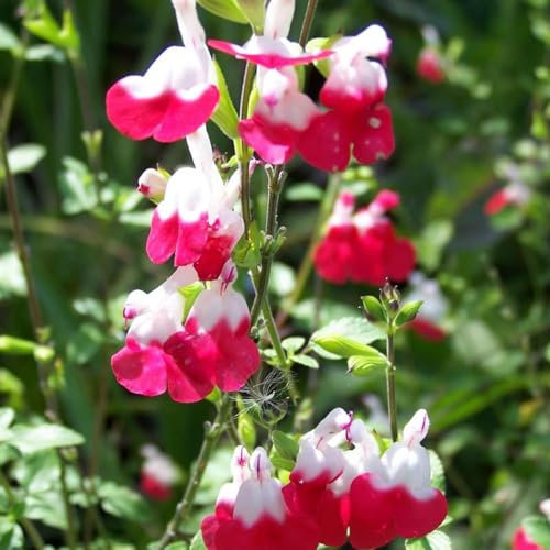 Perfect Plants - Salvia 'Hot Lips' Plant in a 13cm Pot - Hardy Drought Tolerant Perennial Plant