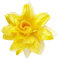 NET TOYS Rosen Haarblüte Hawaii Haarspange gelb Blumenspange Kopfschmuck Haarblume Ansteckblume Rose Blumen Haarschmuck
