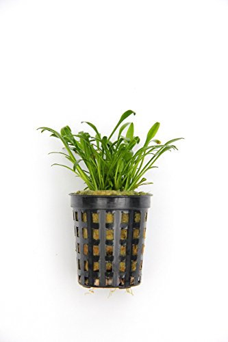 Dekoimtrend Cryptocoryne parva Zwergwasserkelch im Topf Wasserpflanze Aquarium