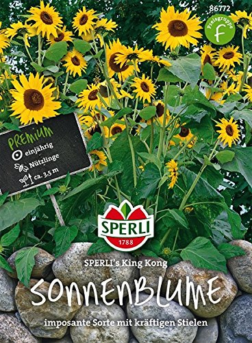 Sonnenblumen, SPERLI´s King Kong