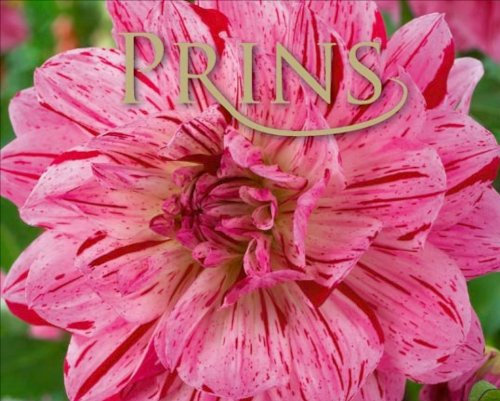 Dahlia Bulb/Tuber Dinner Plate Decorative 'Way of Life' WPC Prins Quality Bulbs