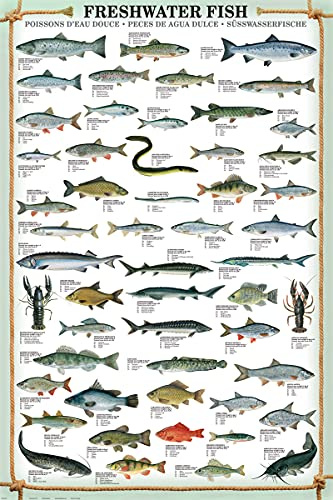 empireposter Educational - Bildung - Poster - Freshwater Fish + 1 Ü-Poster der Grösse 61x91,5cm