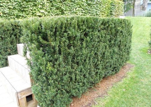 Taxus-Eibe Hillii im Topf/Container 60-70 cm