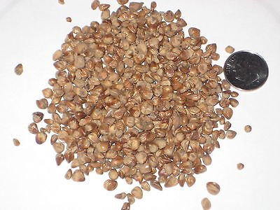 Chinesische Wacholder Seed Pack, Perus chinensis Samen Ideal für Bonsai-Bäume 10