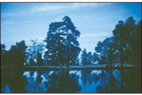 Cokin P021 Blaufilter (80B) Größe P