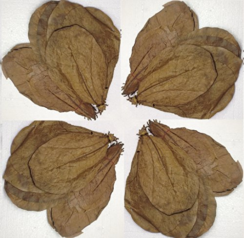 Lot d'env. 50 (100gramm/environ 20 cm) Feuilles de catappa XL d'origine Produit de qualité de la marque SMJS-Cambodia
