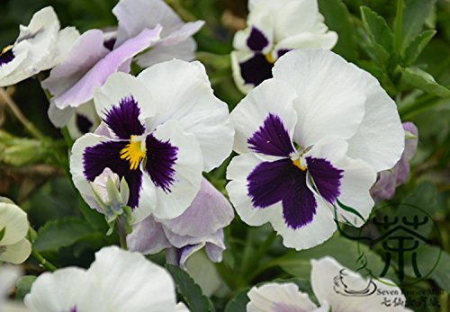 Amore in ozio Viola tricolor Semi 60pcs, semi Delight Bonsai Fiore di Cuddle Me cuore, Johnny Jump Up Tickle i miei semi Fancy