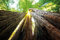 1art1 Wälder Poster Baumstämme, Lichtblick Nach Oben Plakat | Bild 91x61 cm