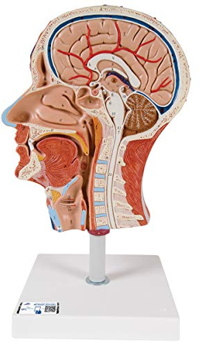 3B Scientific® Halbes Kopfmodell mit Muskulatur – Lebensgroßes menschliches Anatomiemodell + Smart Anatomy App (5 Jahre Garantie)