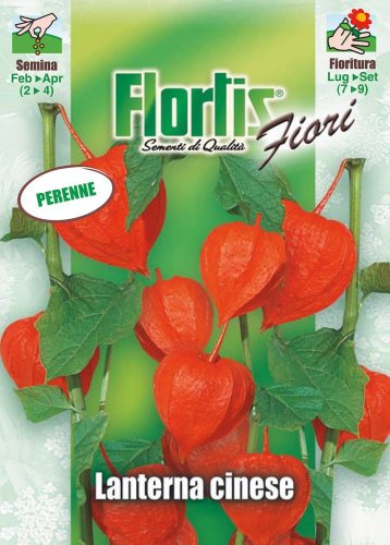 Flortis 4351097 Lampionblume (Lampionblumensamen)