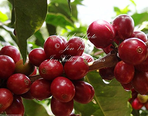 Coffea canephora café Robusta árbol tropical de jardinería Semillas robusta Alto Rendimiento