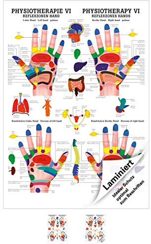 Sport-Tec Reflexzonen Hand Mini-Poster Anatomie 34x24 cm medizinische Lehrmittel