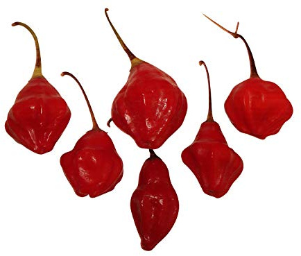 Rainforest (Glocken-Lampion-Chili) 20 Samen