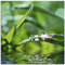 ARTland Wanddeko Glasbilder Wandbild Glas Bild einteilig Quadratisch Natur Botanik Pflanzen Gräser Wassertropfen Gras Sommer Sonne Grün T5SE