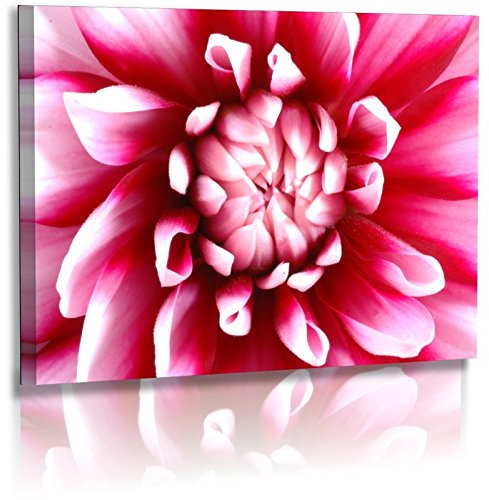 Premium - Poster - Fotos - Naturbilder - Blumenfotos - Blume - Bild - Dahlie - Frühlingsbilder - Rosa - Posterdruck (30 cm x 20 cm)