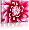 Premium - Poster - Fotos - Naturbilder - Blumenfotos - Blume - Bild - Dahlie - Frühlingsbilder - Rosa - Posterdruck (30 cm x 20 cm)