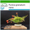 SAFLAX - Melograno nano - 50 semi - Con substrato - Punica granatum nana