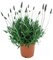 Pack 3 Lavandas Dentata Plantas Naturales En Maceta