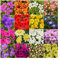 10 Hanging Basket Summer Plug Plants, Ideal Mix of Plug Plants for Garden Hanging Baskets.