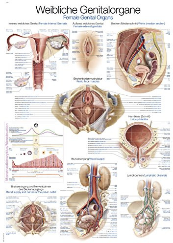 LehrtafelWeibliches Genital, 50x70cm