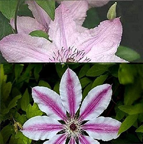 2 x Clematis Kletterpflanzen: Clematis Hagley Hybrid & Clematis Nelly Moser - Rosa, Mehrjährig & Winterhart | 2 x 1,5 Liter Töpfe